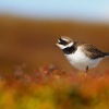 Kulik pisecny - Charadrius hiaticul - Ringed Plover 2568